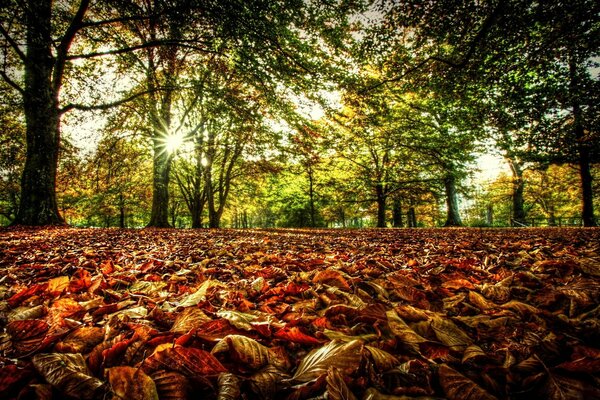 Foglie d autunno sul terreno. Foresta primaverile