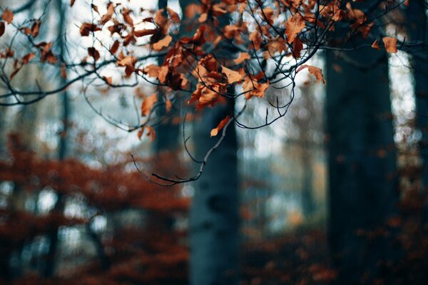 A branch of the autumn deciduous forest