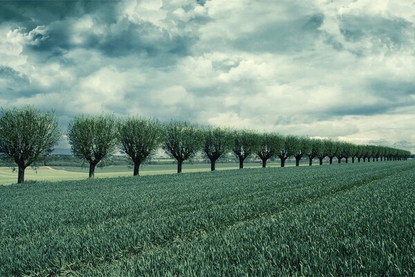 Nubes y nubes sobre el campo