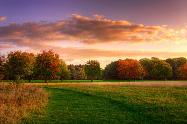 Picturesque forest landscape. The autumn forest is playing with colors. Sunrise in the autumn forest