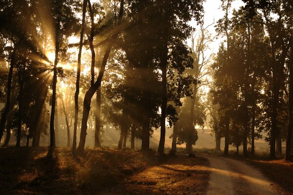 Los rayos del sol se abren paso a través de los árboles en las afueras del bosque