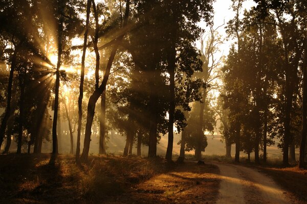 I raggi del sole si fanno strada tra gli alberi ai margini della foresta