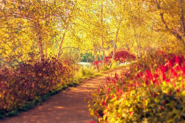 Parque de otoño en tonos rojos dorados