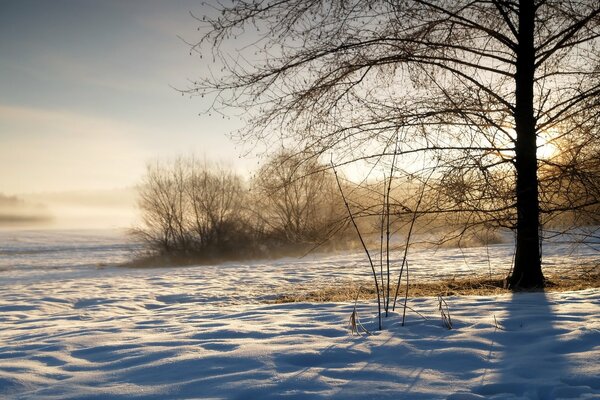 Trampled snowy plain among sleeping winter shrubs and trees in the rays of the morning winter sun