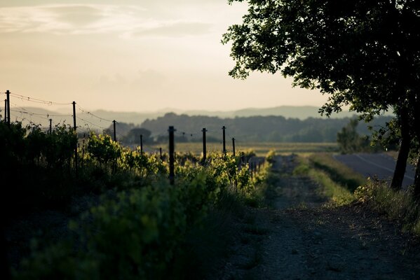 Mattina presto in campagna