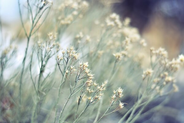 Gras mit weißen Blütenständen auf verschwommenem Hintergrund