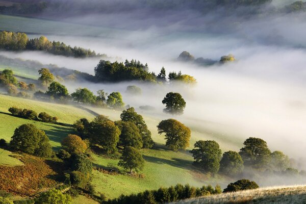 Morning fog covers the valley with trees