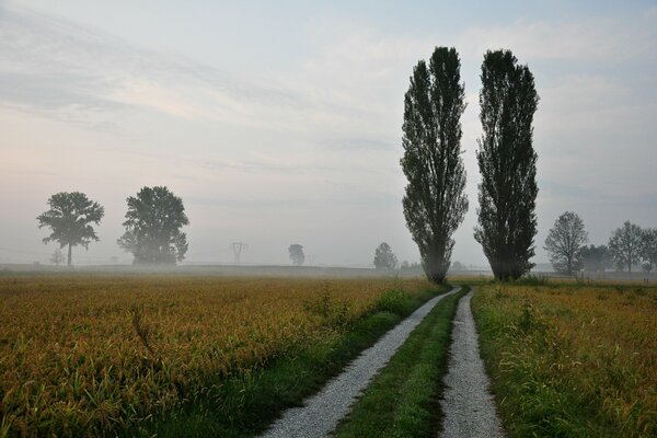 Straße zwischen Pappeln im Nebel