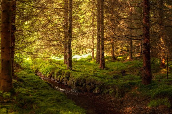 Im Wald leben verschiedene Tiere, man kann dort einen Bären treffen