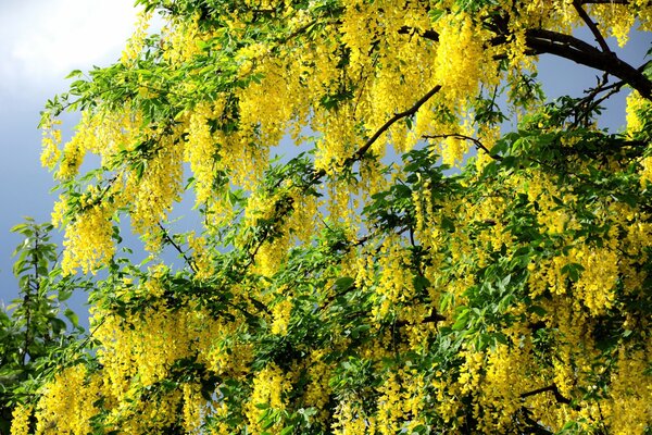 Nie zwykłe drzewo żółtymi kwiatami wygląda jak raj