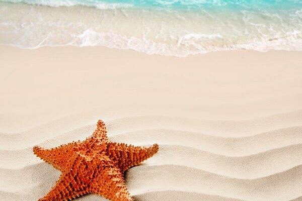 Starfish on the sand in nature