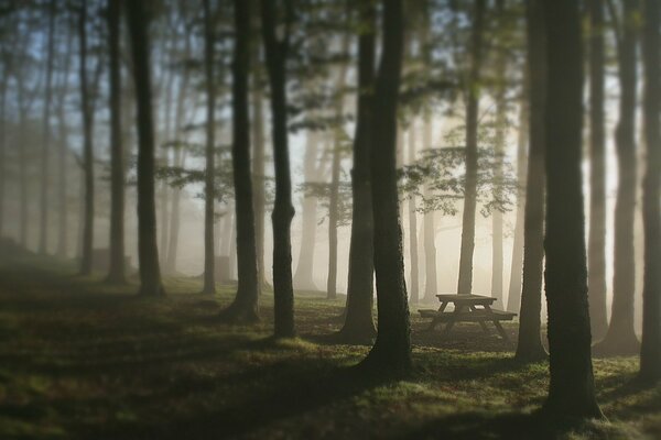 Lugar de descanso en el bosque de niebla