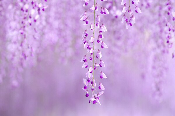 Spring purple trees