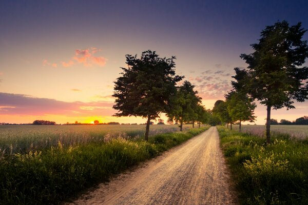 The road among the fields on the background of sunset