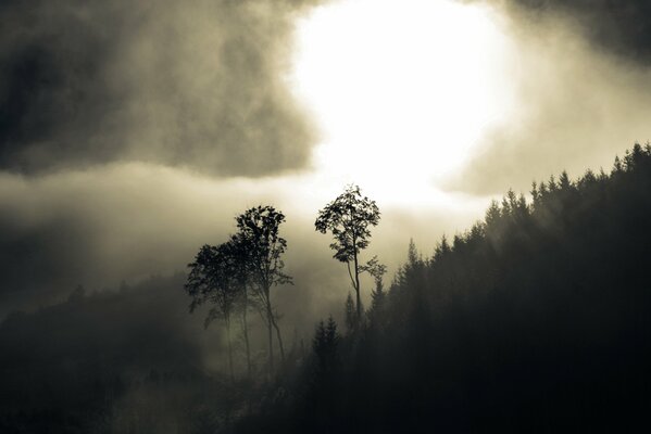 Dämmerung und Nebel über den Bäumen auf dem Hügel