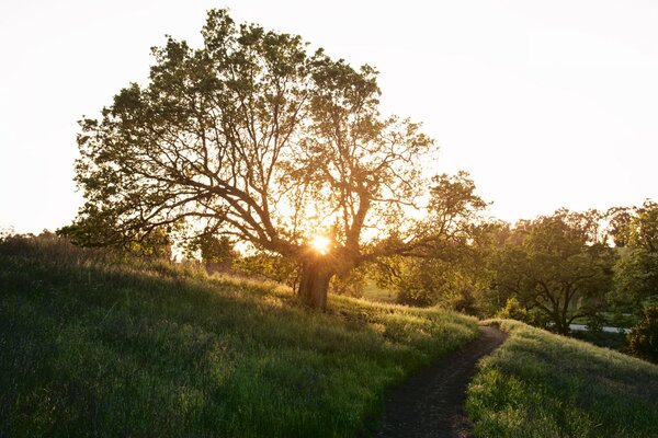 Belle nature les rayons du soleil pénètrent dans les arbres