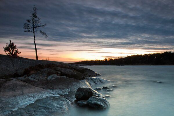 A beautiful picture. A lonely tree on the shore. Cumulus clouds in the sky