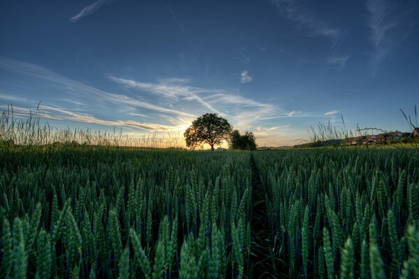 Schöner Sonnenuntergang auf einem Weizenfeld