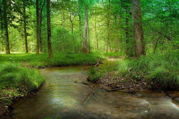 Impresionantes ríos en un denso bosque