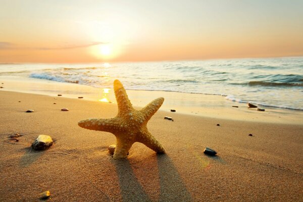 Starfish on the sandy seashore