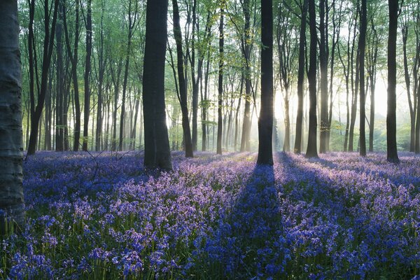 Wonderful meadows sown with wonderful flowers