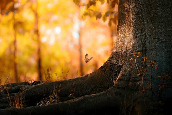 Papillon vole à l arbre dans la forêt d automne