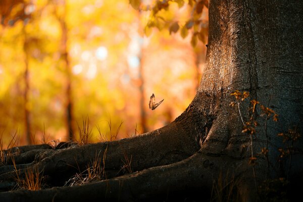 Бабочка летит к дереву в осеннем лесу