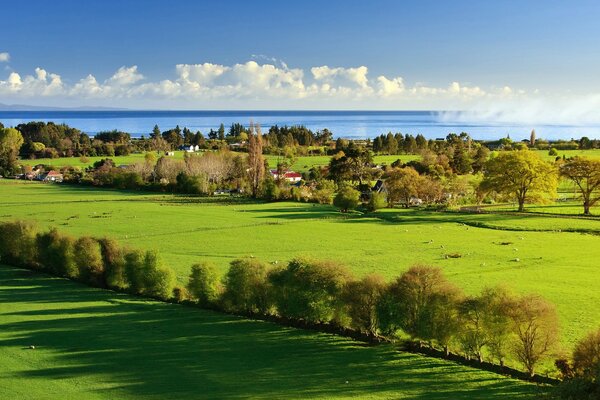 Schöne Sommerlandschaft mit grünem Gras und Bäumen