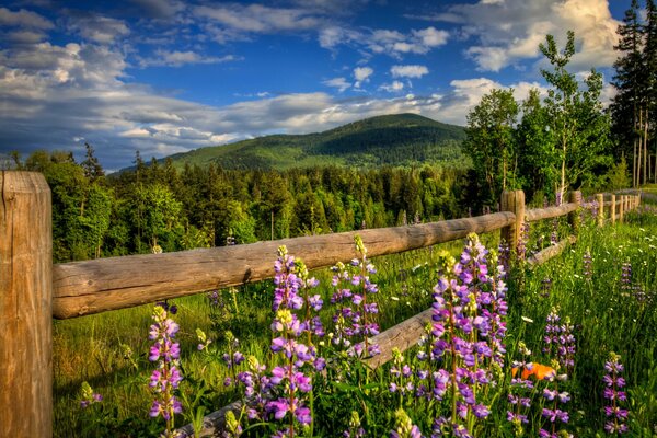 Natura pittoresca primaverile, piante da fiore e una foresta verde chic in lontananza