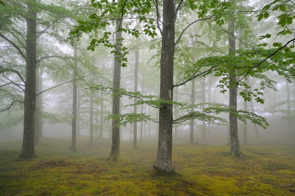 Nebliger Wald mit durchbrochenen Blättern