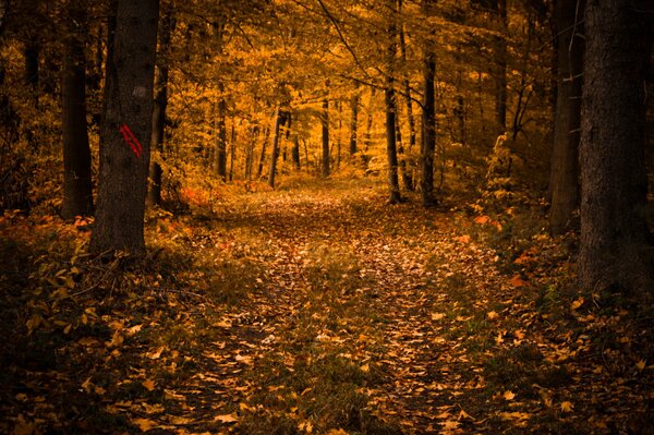 Chute des feuilles dans la forêt d automne