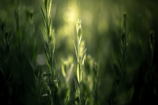 Grüner Spross in der Sonne