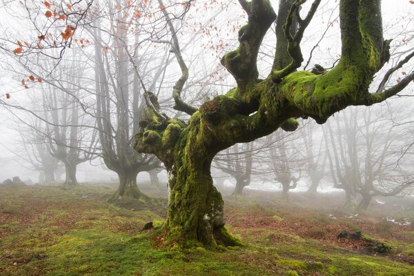 Musgo bosque británico árboles