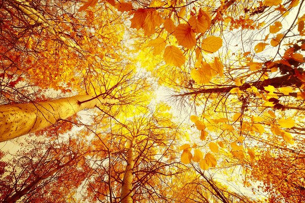 Image of autumn trees from bottom to top