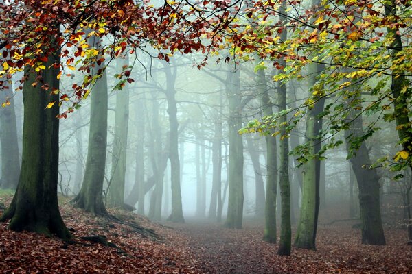 Fog between the trees in the autumn forest