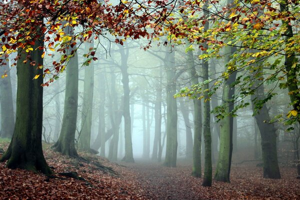 Niebla entre los árboles en el bosque de otoño