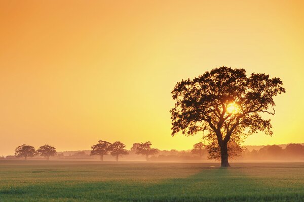 Sonnenuntergang durch die Äste eines Baumes