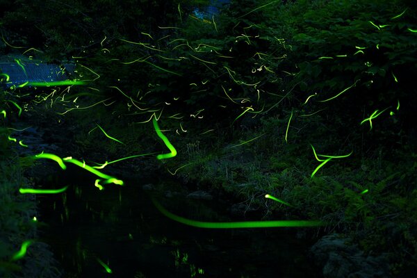 Svyatlyachki dans la forêt de nuit avec un extrait