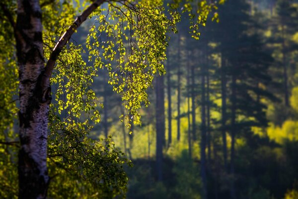 Betulla mattutina in un bel trattamento