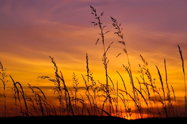 Hierba en el fondo de una puesta de sol lila