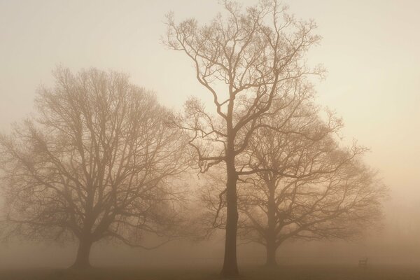 Alberi nella nebbia nella foresta autunnale