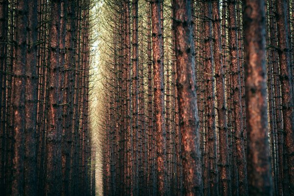 Árboles apretados en el bosque