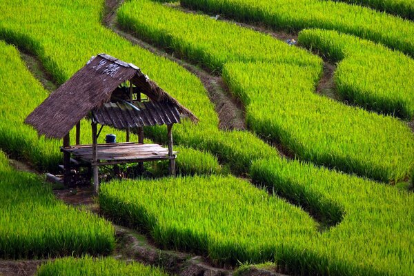 Camino alineado a lo largo de un campo de arroz