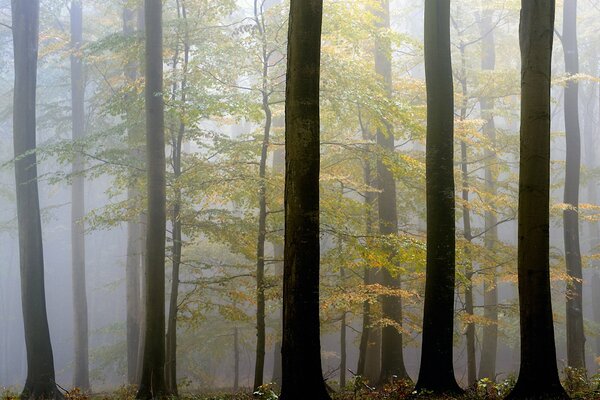 Autumn fog in the forest blows cool