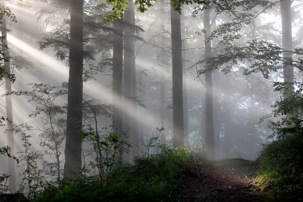 Luce attraverso la nebbia nella foresta