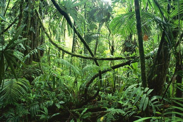 Livni in the Selvian jungle