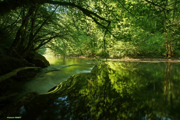 Réflexion des branches d arbres dans l eau