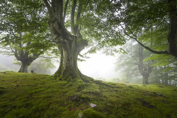 La foresta britannica nel suo splendore