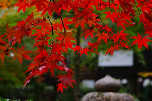 Ramo di un albero con foglie rosse