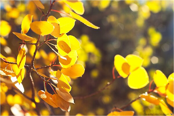 Golden autumn gives yellow foliage